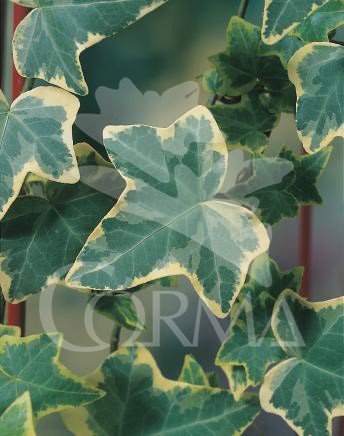 HEDGO 16 1caña/tut.150 E