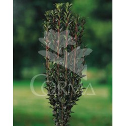 ILEFA 12L Alt.100/120 E