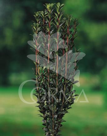 ILEFA 12L Alt.100/120 E