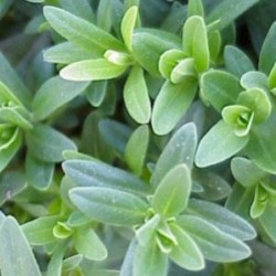 HISOP 13 Bye Caracoles