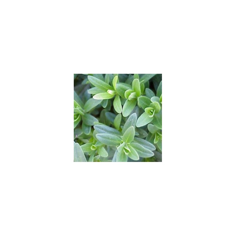 HISOP 13 Bye Caracoles