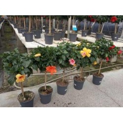 HIYUP 24  Copa  Sunny Cities E