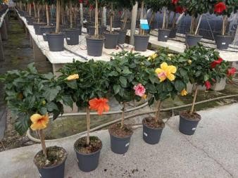 HIYUP 24  Copa  Sunny Cities E