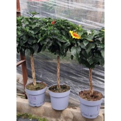 HIYUP 28 Copa  Sunny Cities E