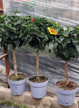 HIYUP 28 Copa  Sunny Cities E