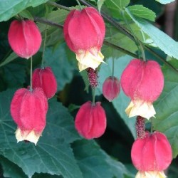 ABUME 15,5x15,5:2,5L...