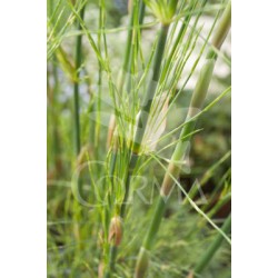 CHOTE 17,5x17,5-4L MC