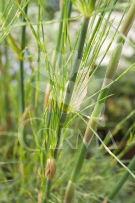 CHOTE 17,5x17,5-4L MC