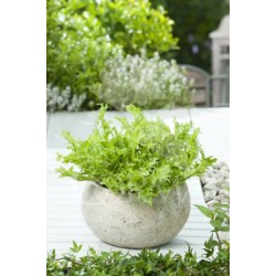 CICEN Band.08x12 Escarola E