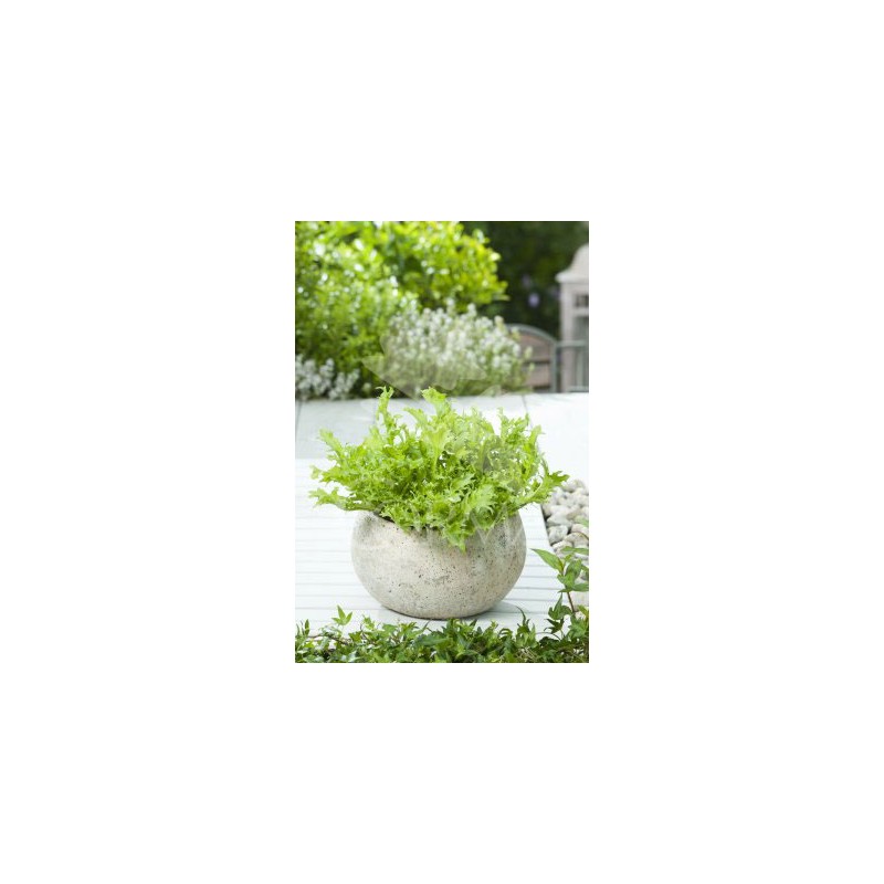 CICEN Band.08x12 Escarola E