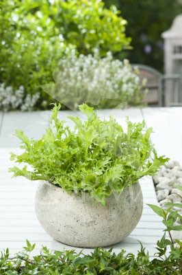 CICEN Band.08x12 Escarola E