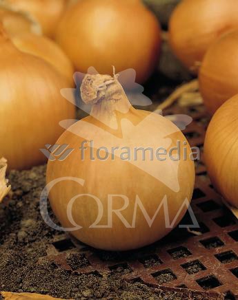 ALLCE 10,5 Cebolla Fuentes E