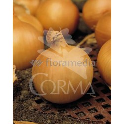 ALLCE 10,5 Cebolla Figueras E