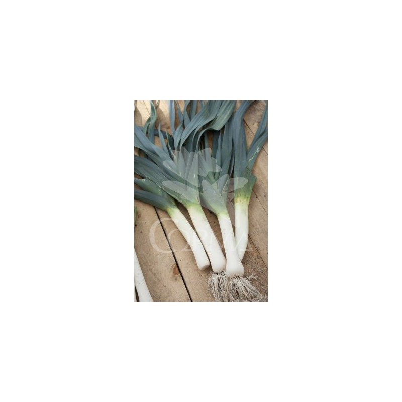 ALLPO Band.08x12 Puerro E