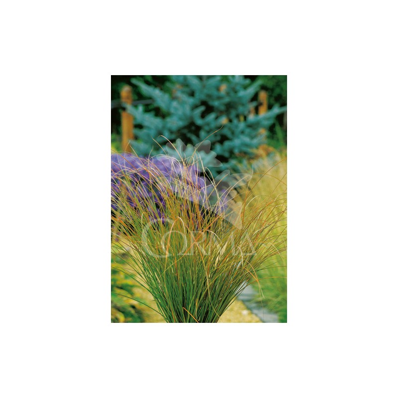 CARTE 2L E