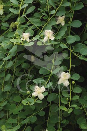 CASPI 11x11-2L 3caña/tut.40/60 E