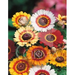 CRITR 25 Tarrina Bola 45/50 E