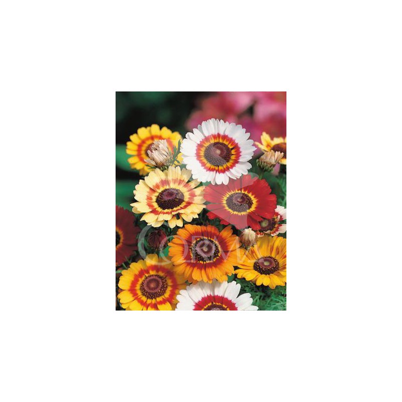 CRITR 25 Tarrina Bola 45/50 E