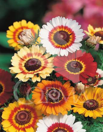 CRITR 25 Tarrina Bola 45/50 E