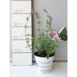 NEFBL 14 Serig. "Butterfly"