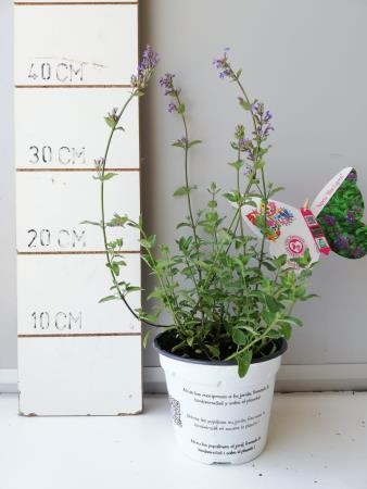 NEFBL 14 Serig. "Butterfly"