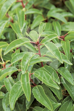 PRULU 10L Alt.60/80 E