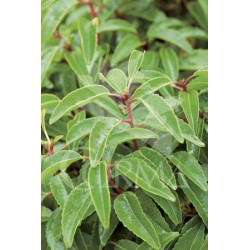 PRULU 18L Alt.80/100 E