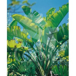 STREL 26L Alt.175/200 E