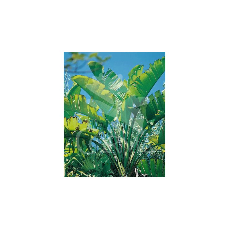 STREL 26L Alt.175/200 E