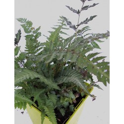 ATNME 11x11-1L Etiq.Mac.color