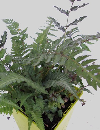 ATNME 11x11-1L Etiq.Mac.color