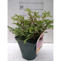 BUTMX 14 Serig. "Butterfly"