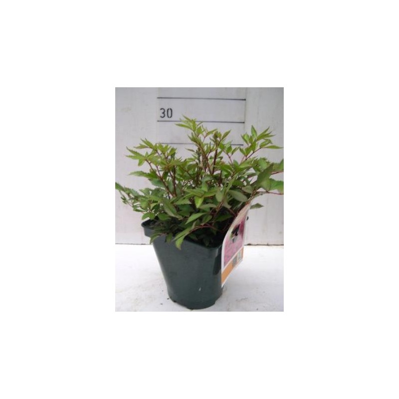 BUTMX 14 Serig. "Butterfly"