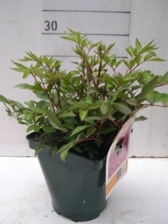 BUTMX 14 Serig. "Butterfly"