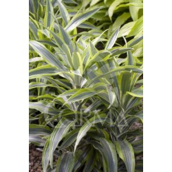 DRLLI 16 Tro.10/30 E