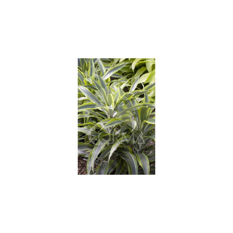 DRLLI 16 Tro.10/30 E