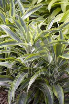 DRLLI 16 Tro.10/30 E