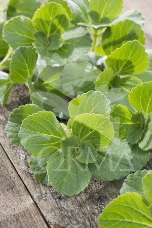 DINER 18 MC Colgador