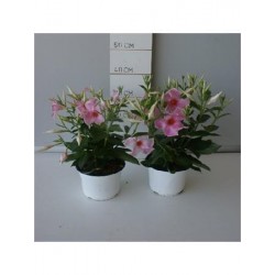 DIPDI 15 TOURMALINE E