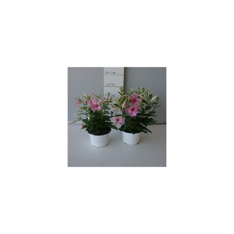 DIPDI 15 TOURMALINE E