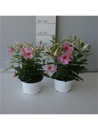 DIPDI 15 TOURMALINE E