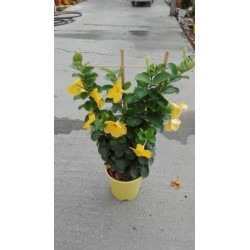 DIPDI 17 TT Pant.60 CITRINE E