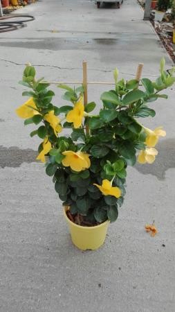 DIPDI 17 TT Pant.60 CITRINE E