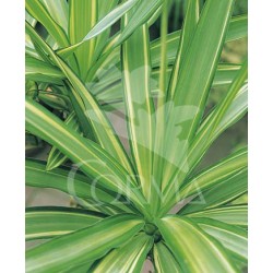 YUCJE 10L Alt.60/80 E