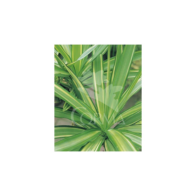 YUCJE 10L Alt.60/80 E