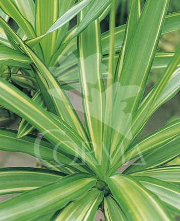 YUCJE 10L Alt.60/80 E