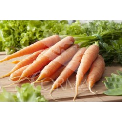 ZANAH 10,5 Zanah.colores E