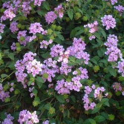 LADEL 15,5x15,5-2,5L...