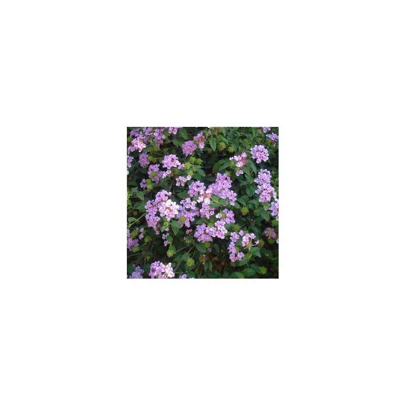 LADEL 15,5x15,5-2,5L Mediterránia