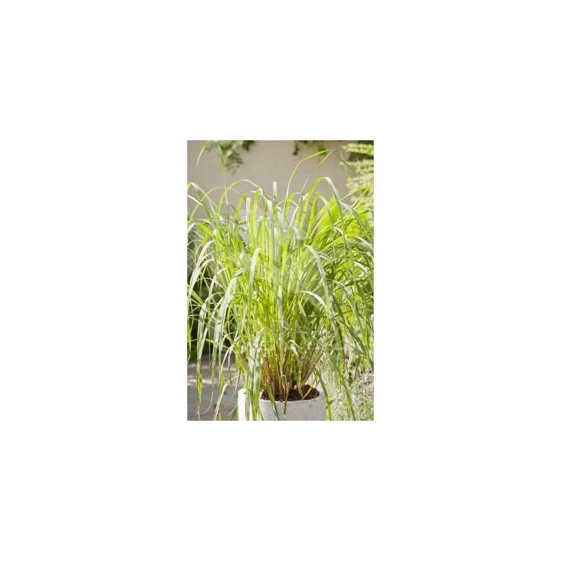 CYMCI 13 Bye Mosquitos